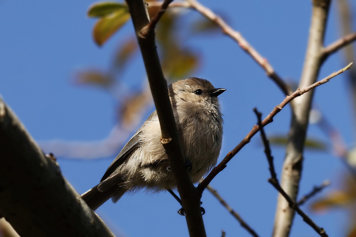 Bushtit - ML642270029