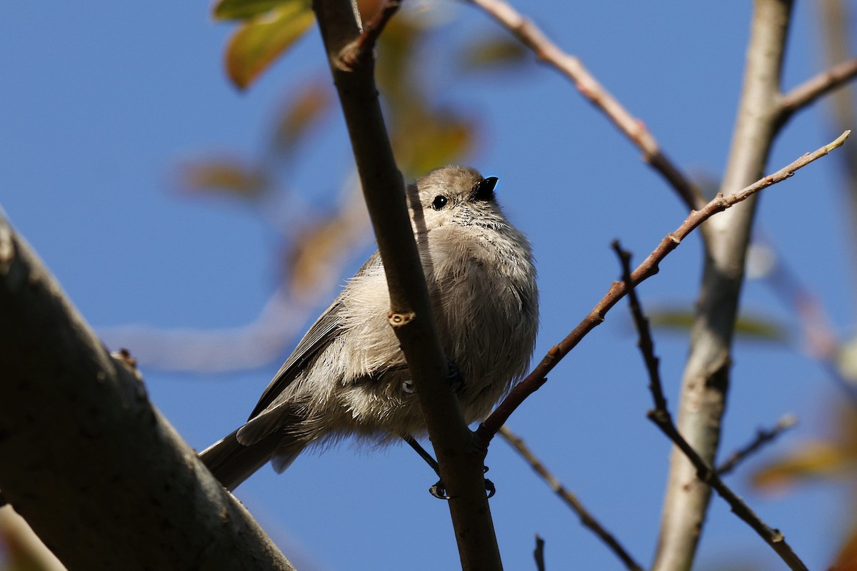 Bushtit - ML642270030