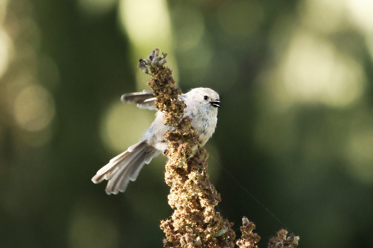 Bushtit - ML642270031