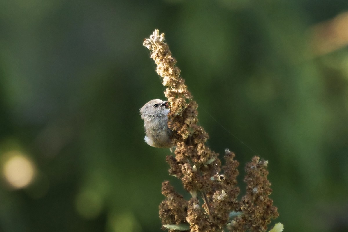 Bushtit - ML642270032