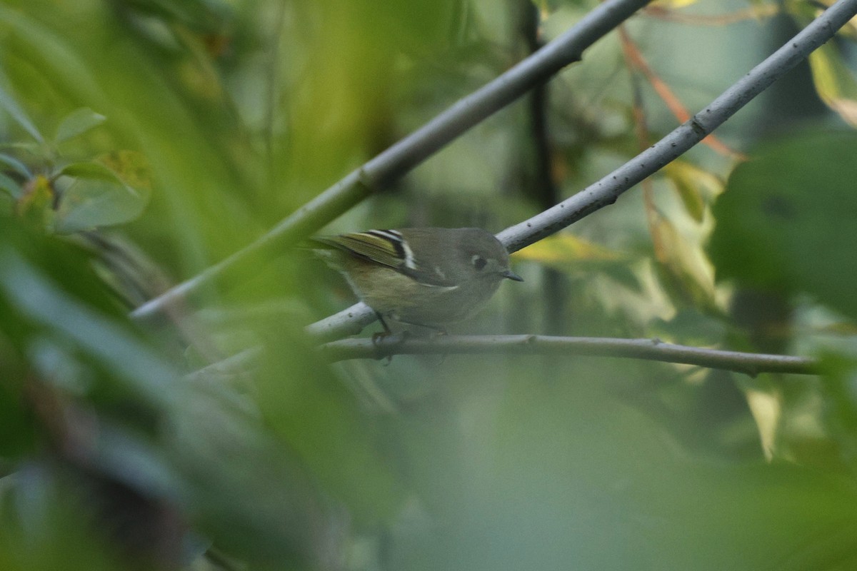 Ruby-crowned Kinglet - ML642270038