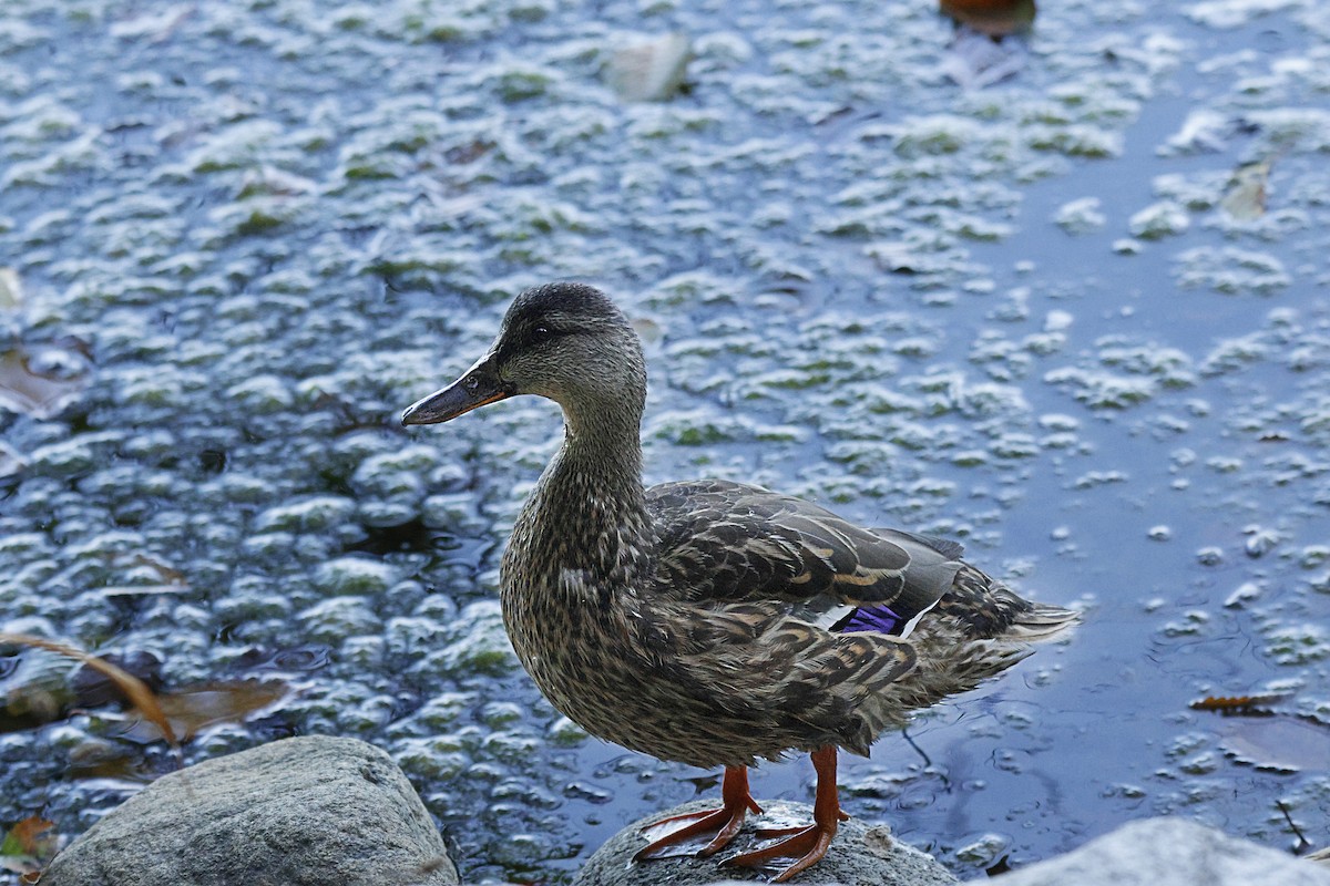 Mallard - ML642270041