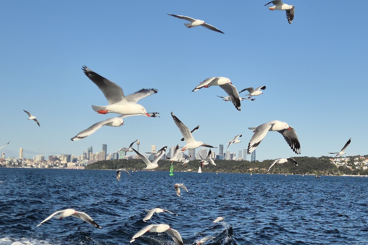 Silver Gull (Silver) - ML642270042