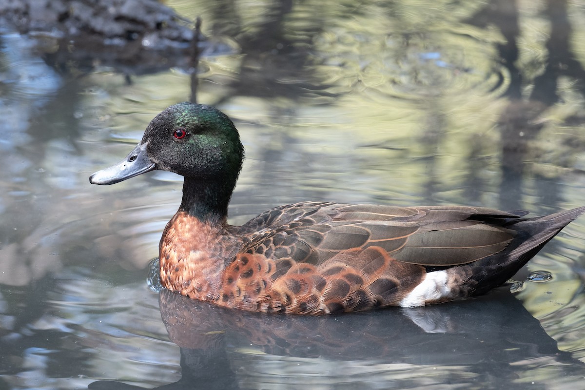 Chestnut Teal - ML642270059