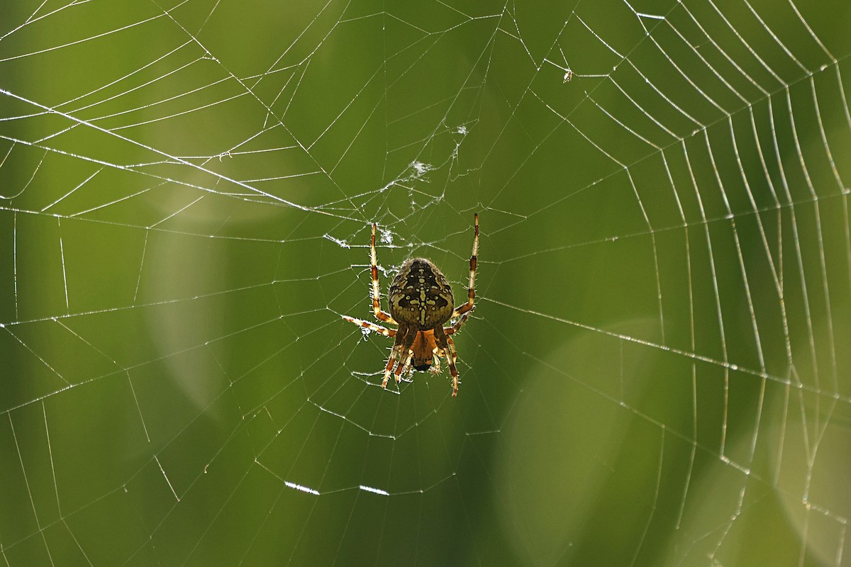 Cross Orbweaver - ML642270066