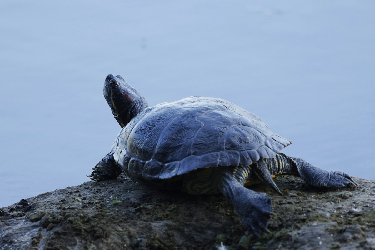 Red-eared Slider - ML642270067