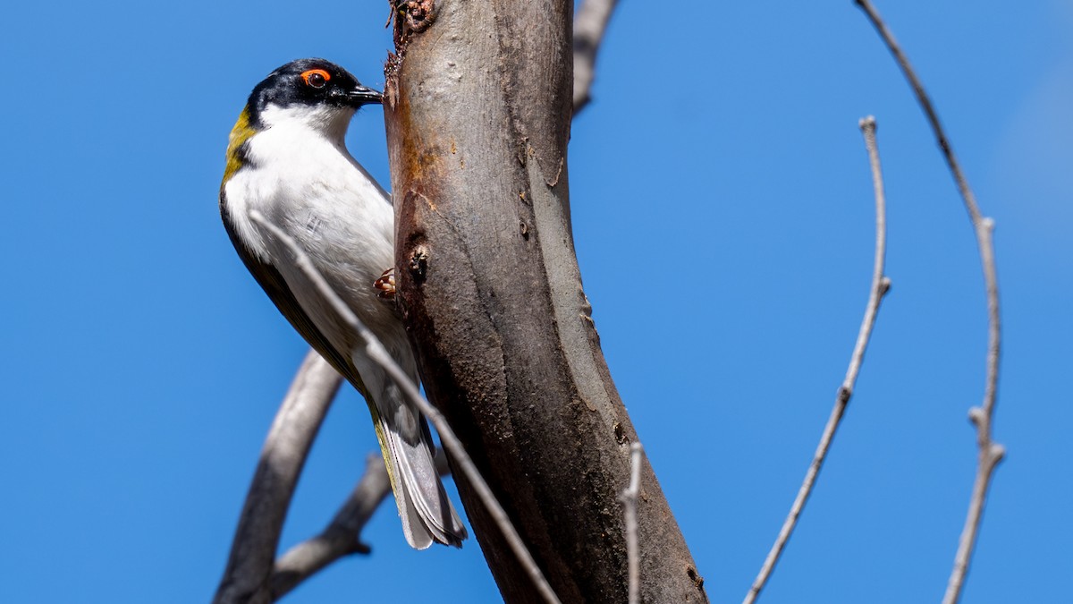 White-naped Honeyeater - ML642270081