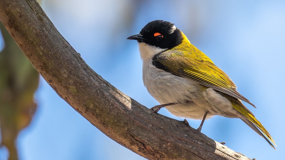 White-naped Honeyeater - ML642270088
