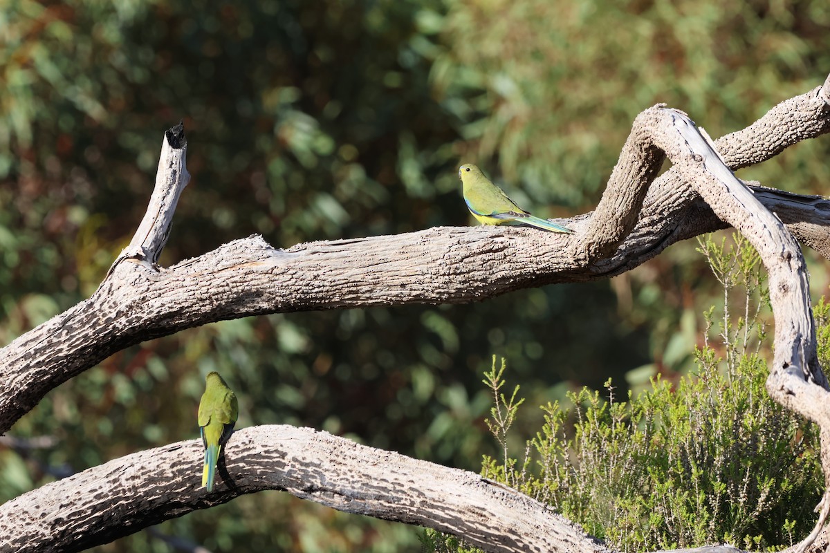 Elegant Parrot - ML642270090