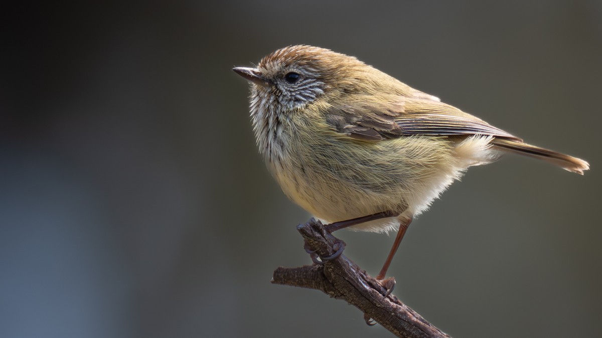 Striated Thornbill - ML642270097