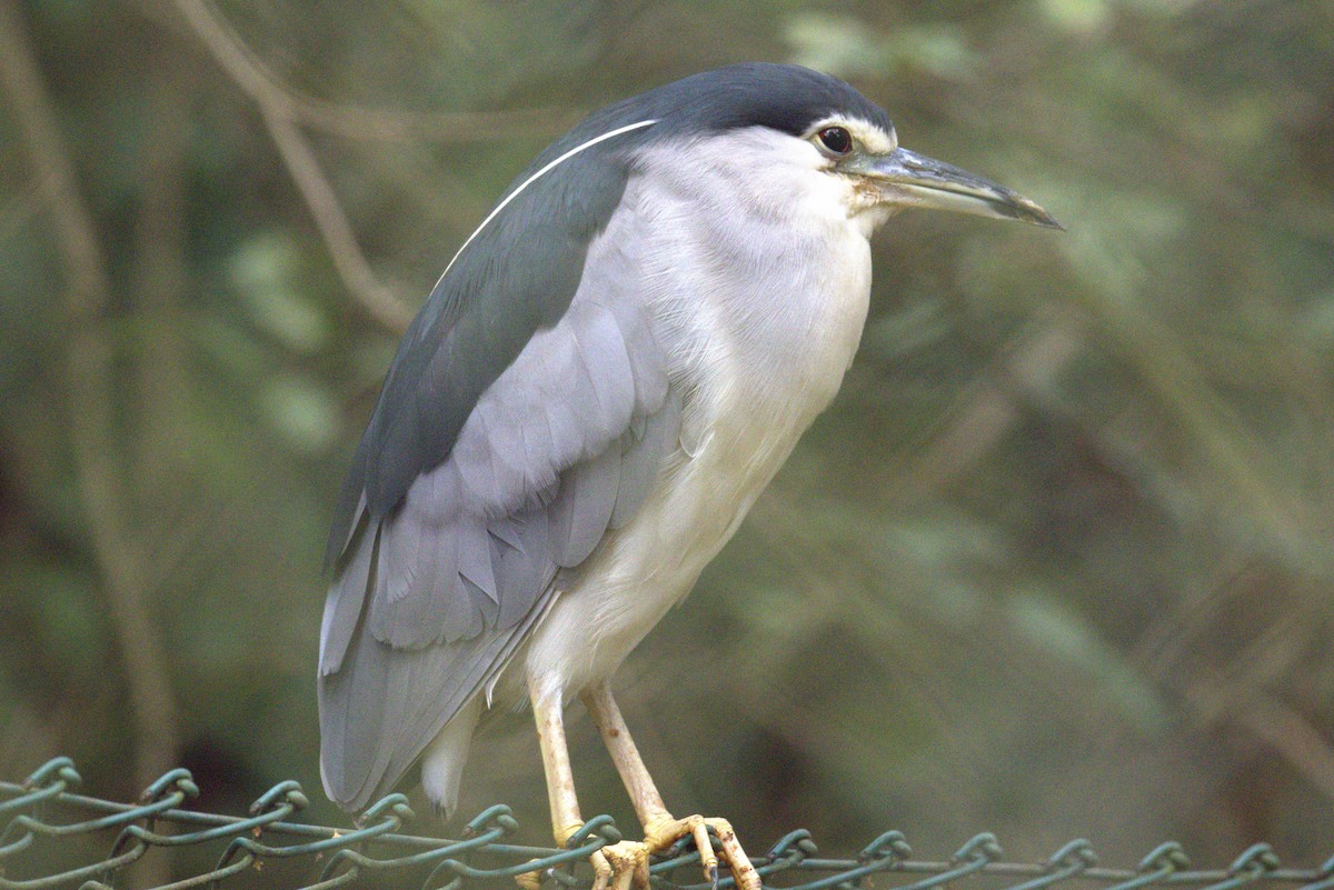 Black-crowned Night Heron - ML642270114
