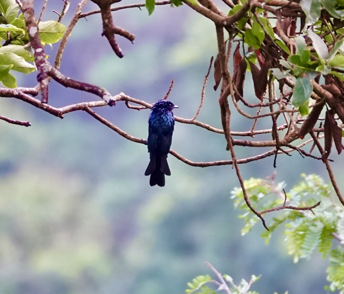 bronsedrongo - ML642270157