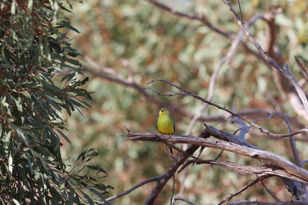 Elegant Parrot - ML642270191