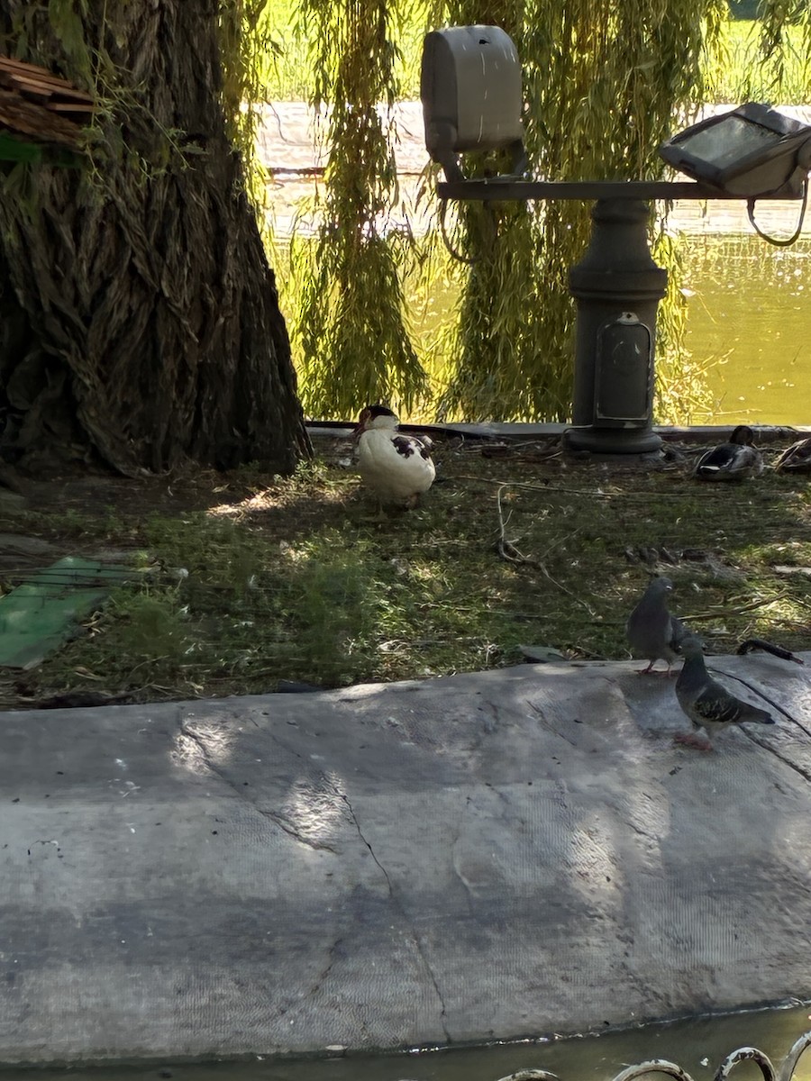 Muscovy Duck (Domestic type) - ML642270200