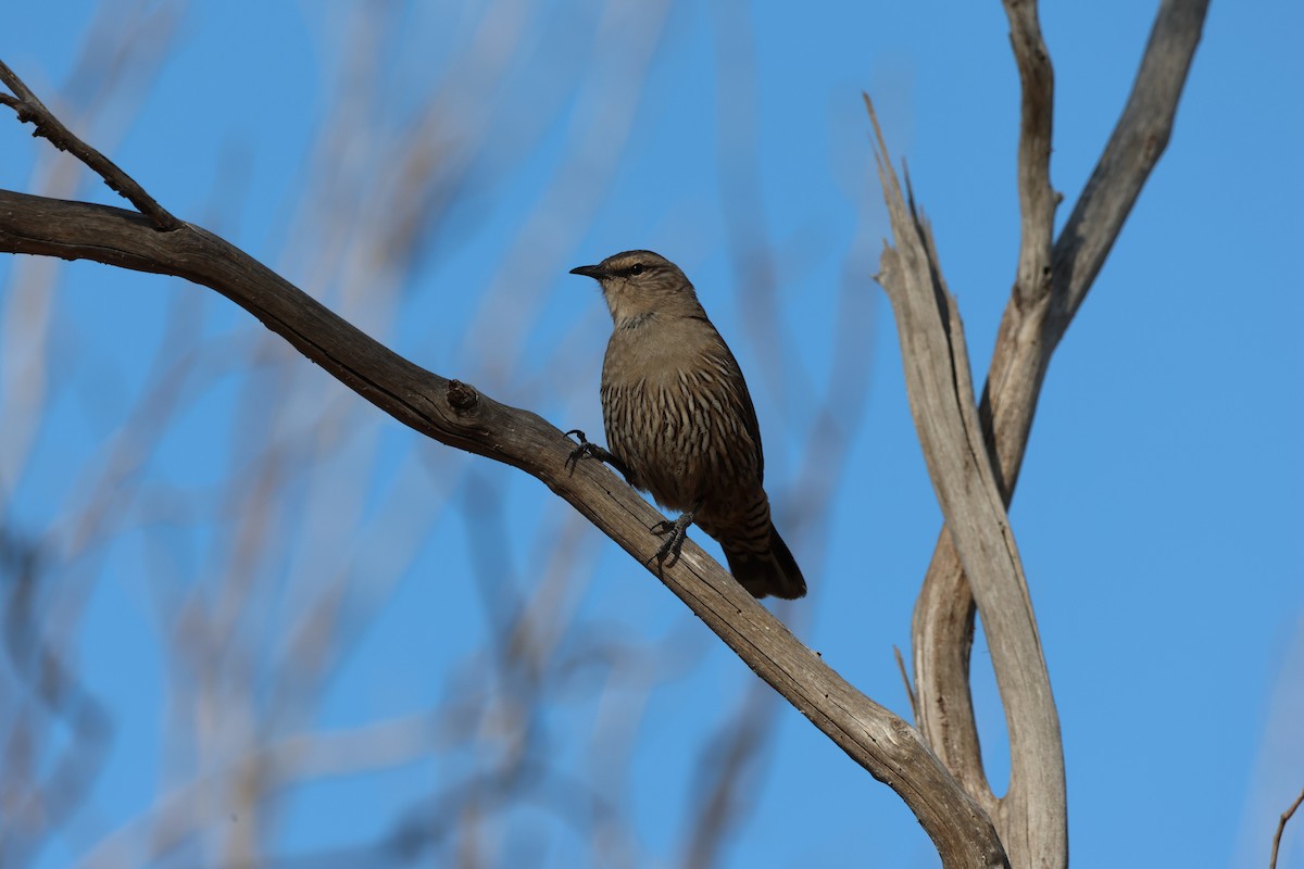 Brown Treecreeper - ML642270214