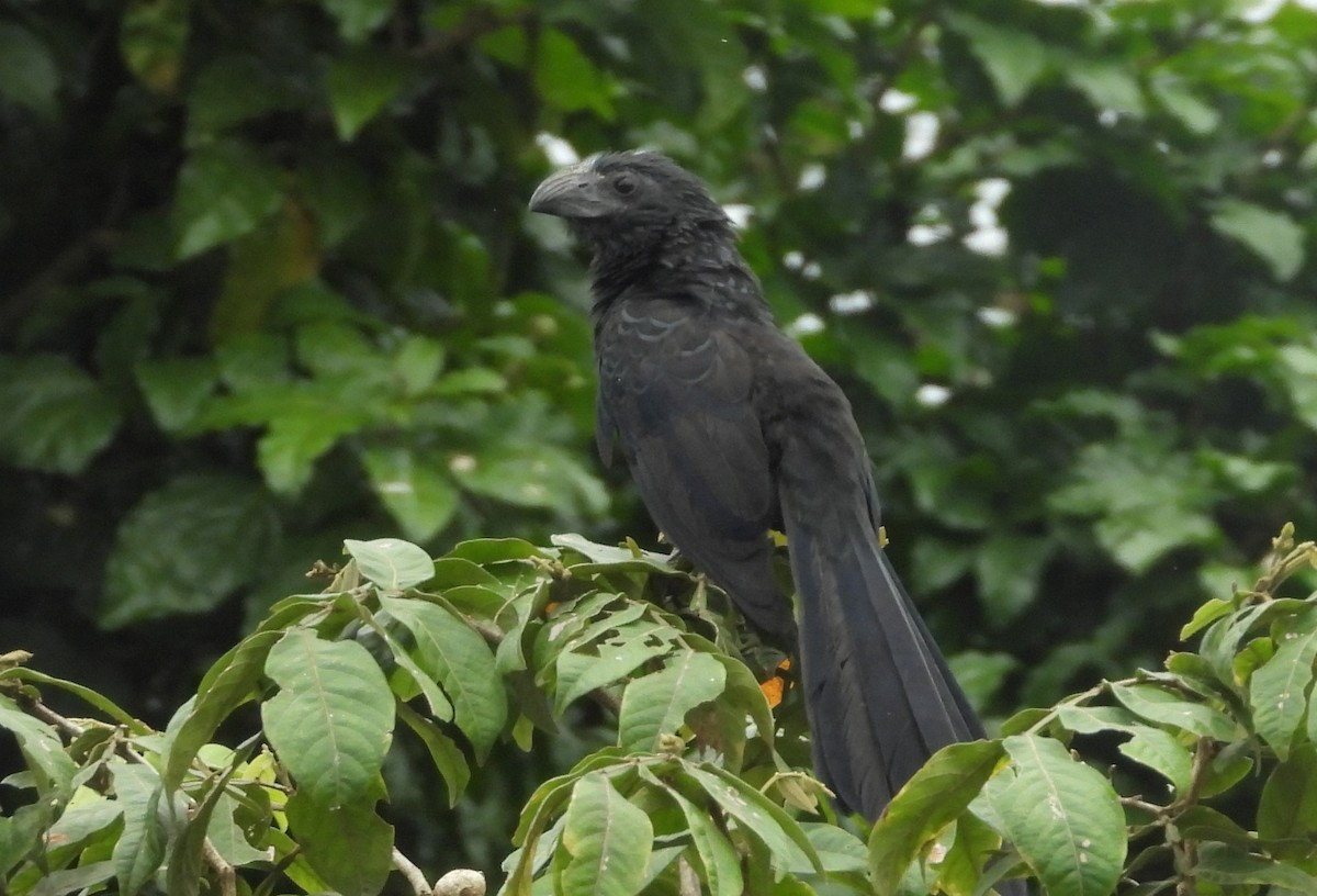 Groove-billed Ani - ML642270216