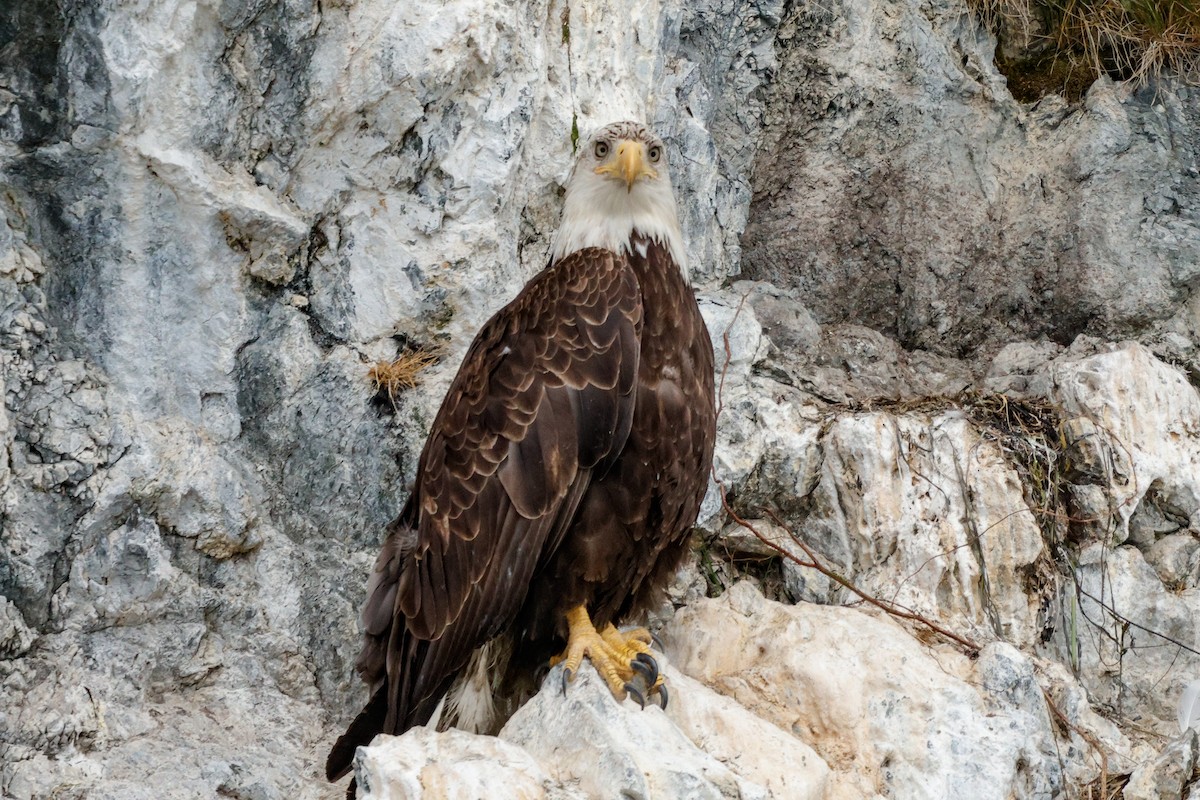 Bald Eagle - ML642270218