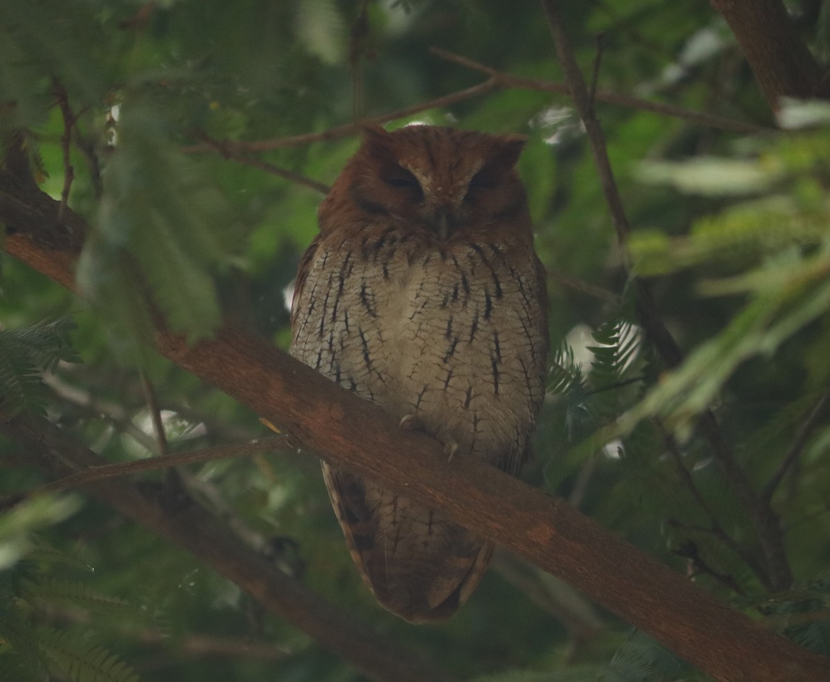 Tropical Screech-Owl - ML642270220