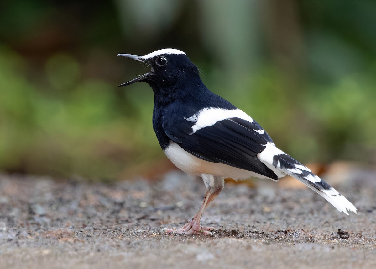 White-crowned Forktail (Malaysian) - ML642270221