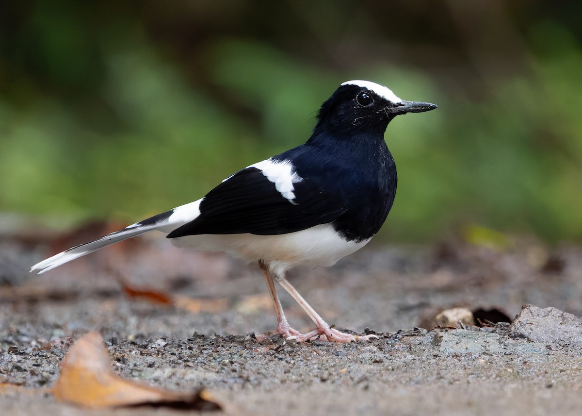 White-crowned Forktail (Malaysian) - ML642270222