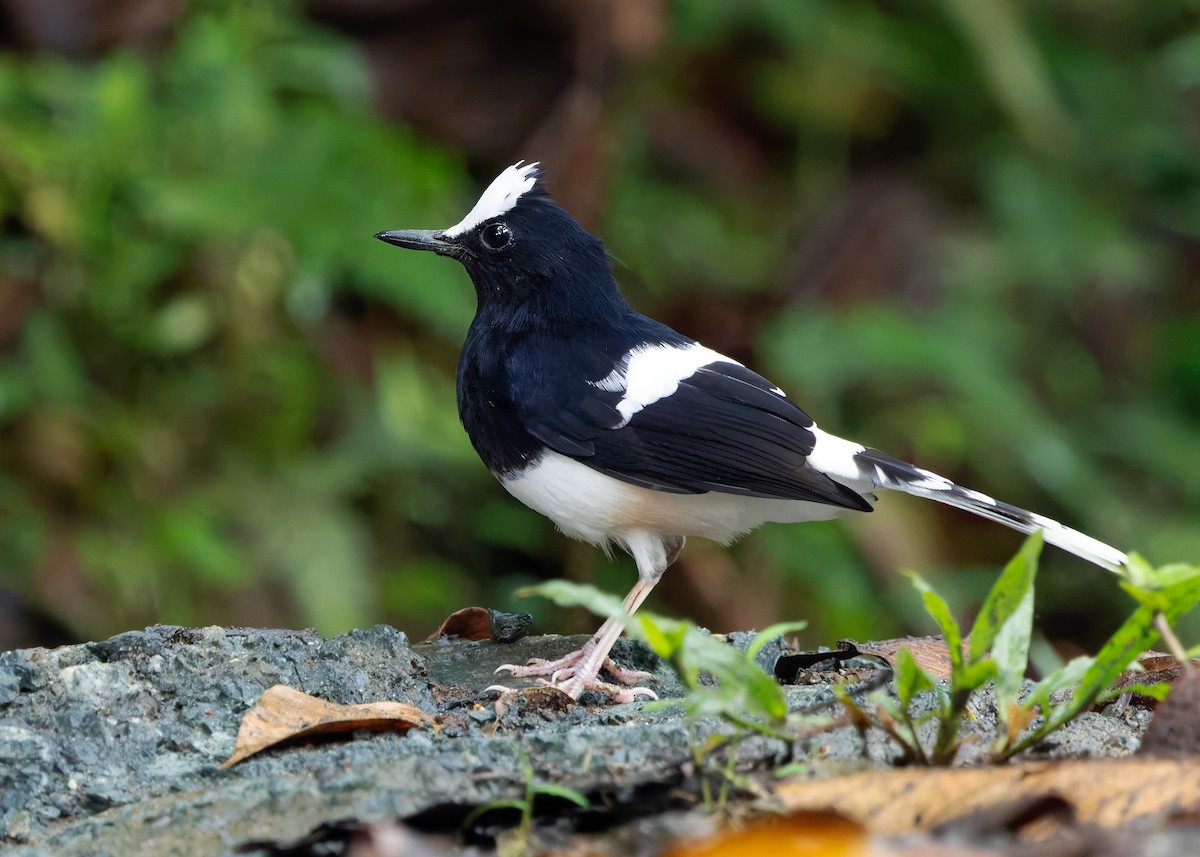 White-crowned Forktail (Malaysian) - ML642270224
