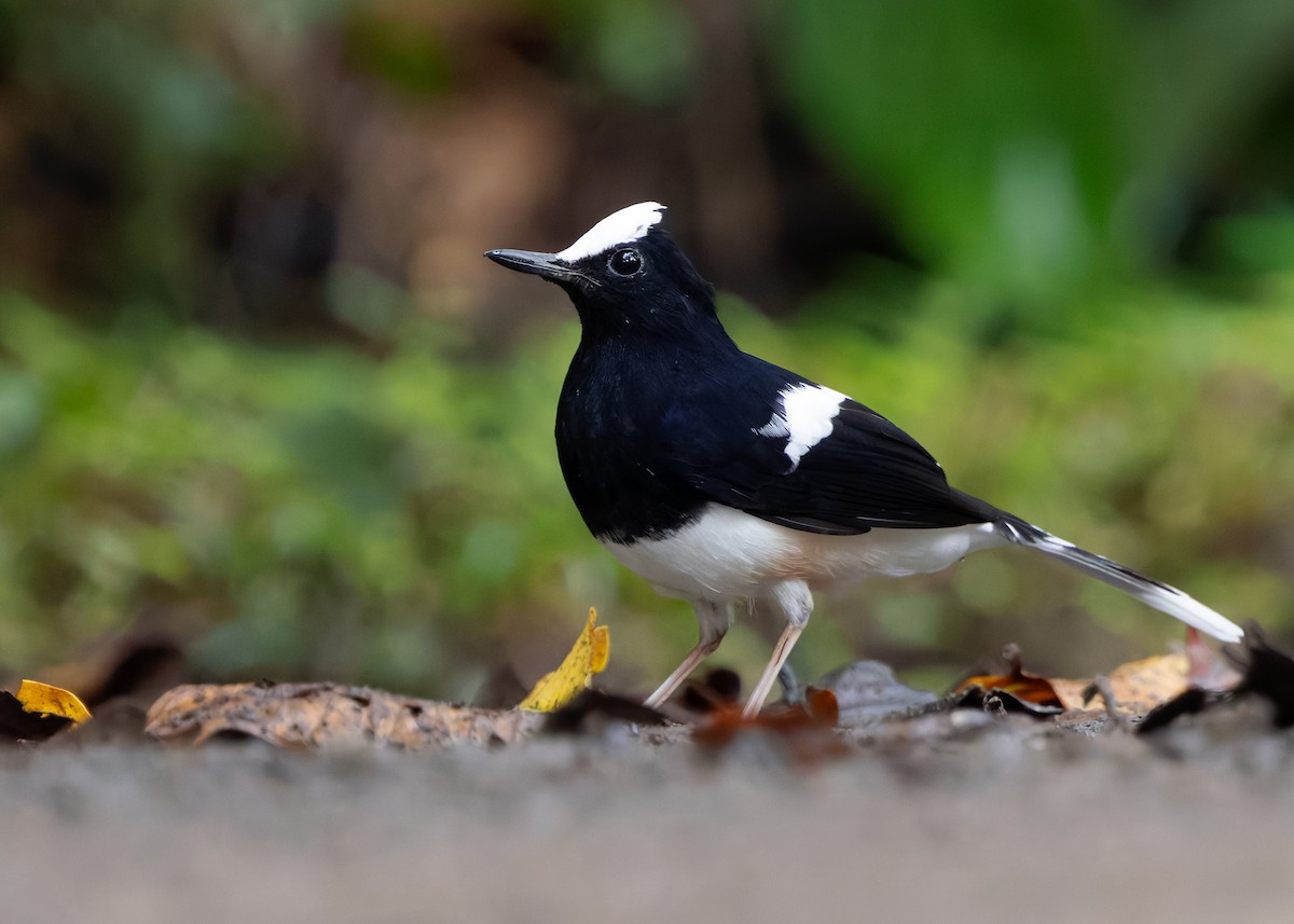 White-crowned Forktail (Malaysian) - ML642270225
