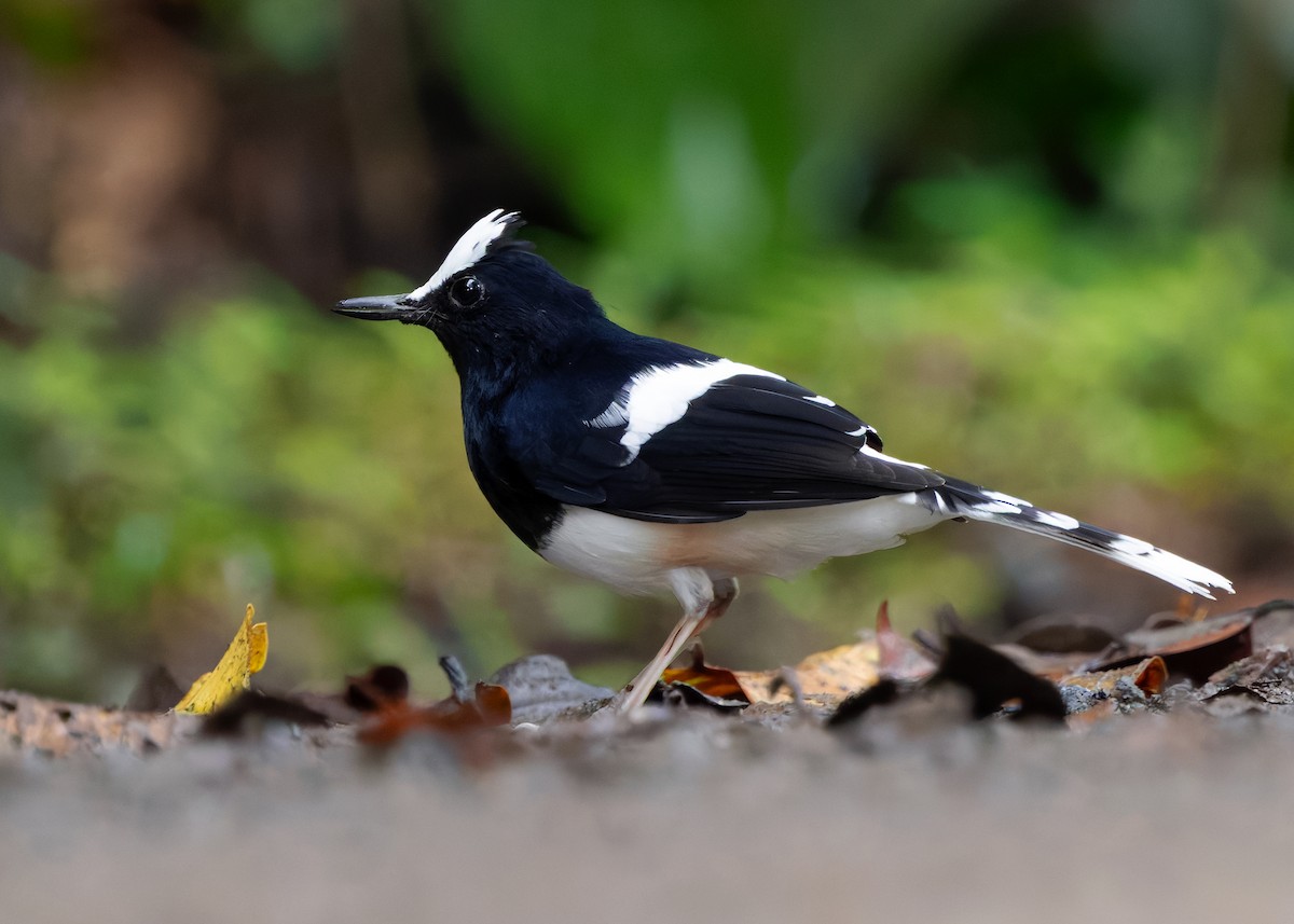 White-crowned Forktail (Malaysian) - ML642270226