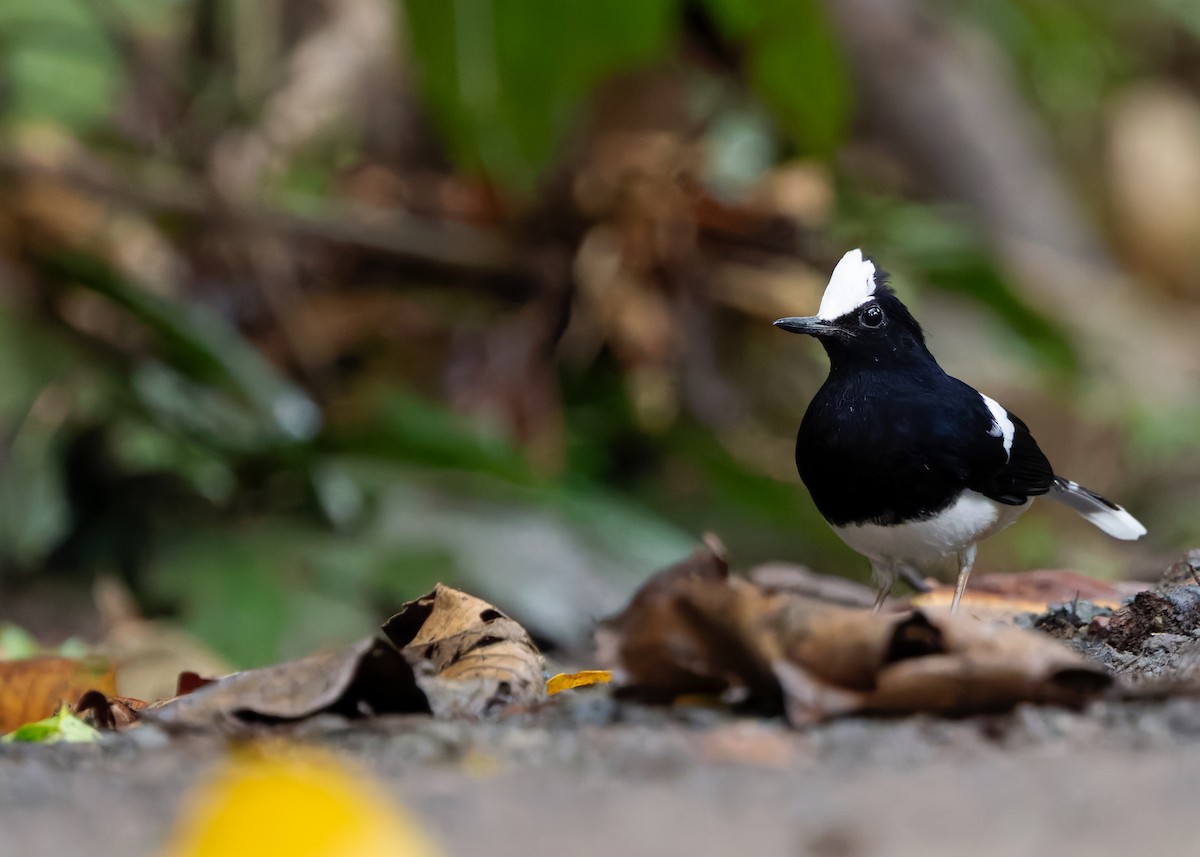 White-crowned Forktail (Malaysian) - ML642270227