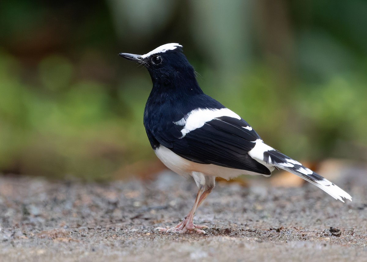 White-crowned Forktail (Malaysian) - ML642270228
