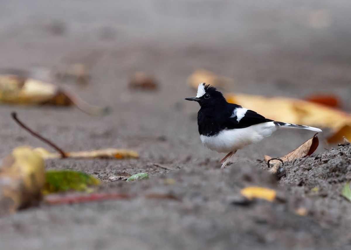 White-crowned Forktail (Malaysian) - ML642270229