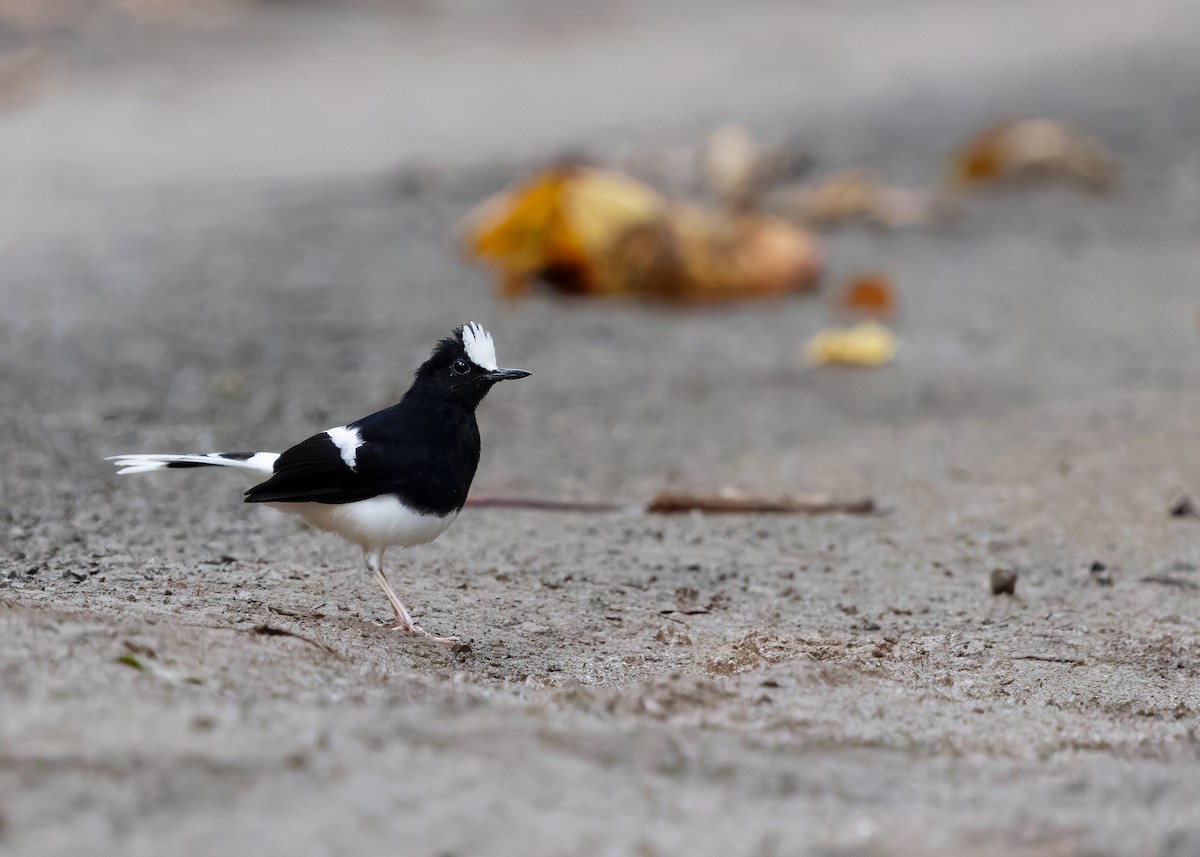 White-crowned Forktail (Malaysian) - ML642270230