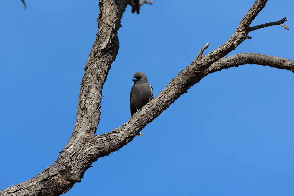 Dusky Woodswallow - ML642270231