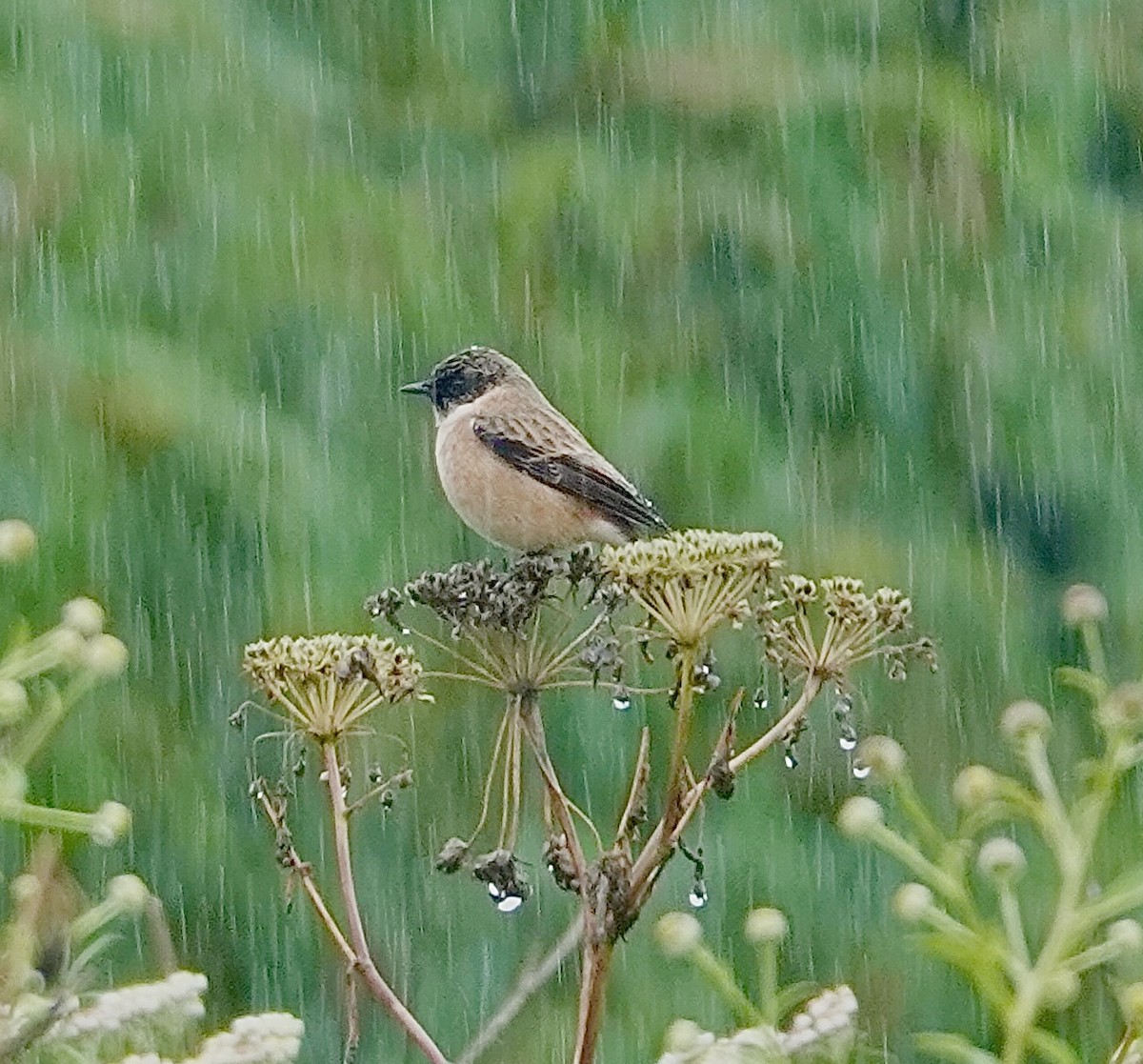 Siberian Stonechat - ML642270255