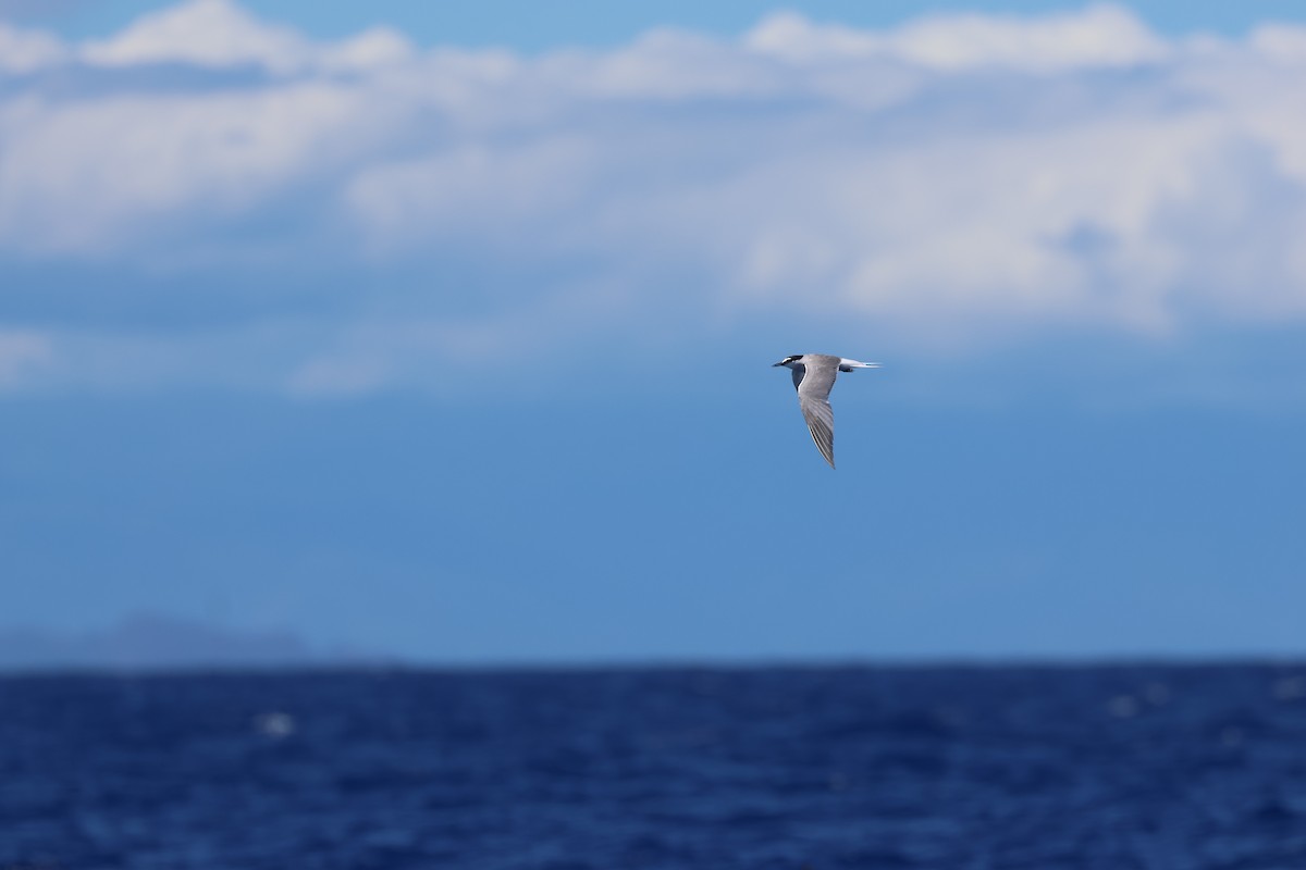 Aleutian Tern - ML642270272