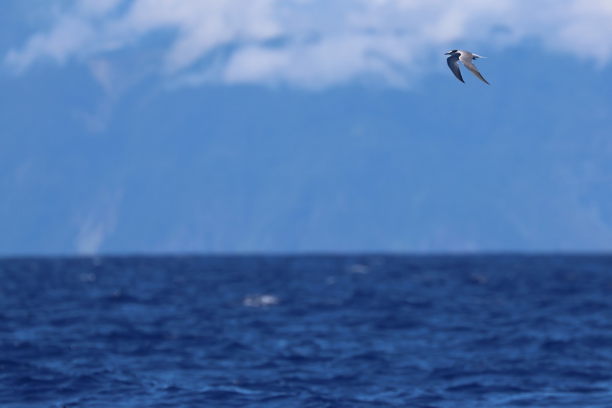Aleutian Tern - ML642270273