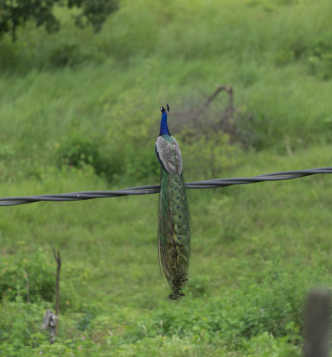 Pfau - ML642270292