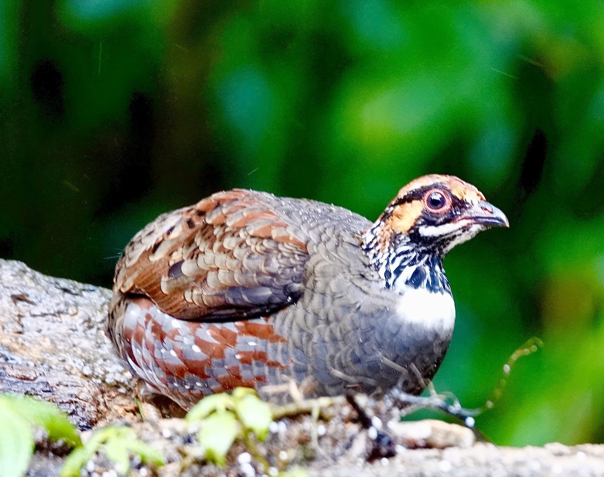 Hill Partridge - ML642270293