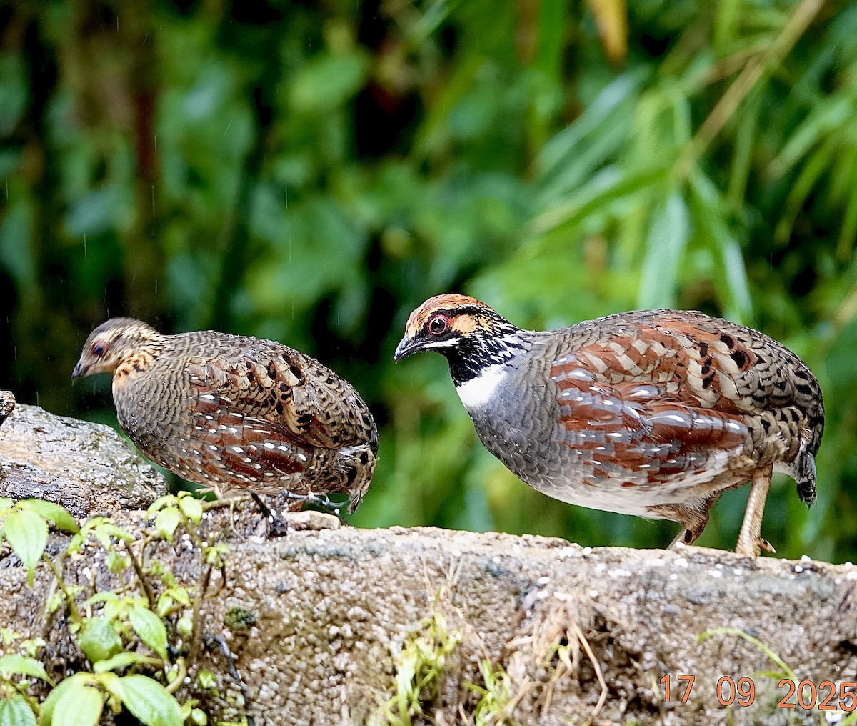 Hill Partridge - ML642270294