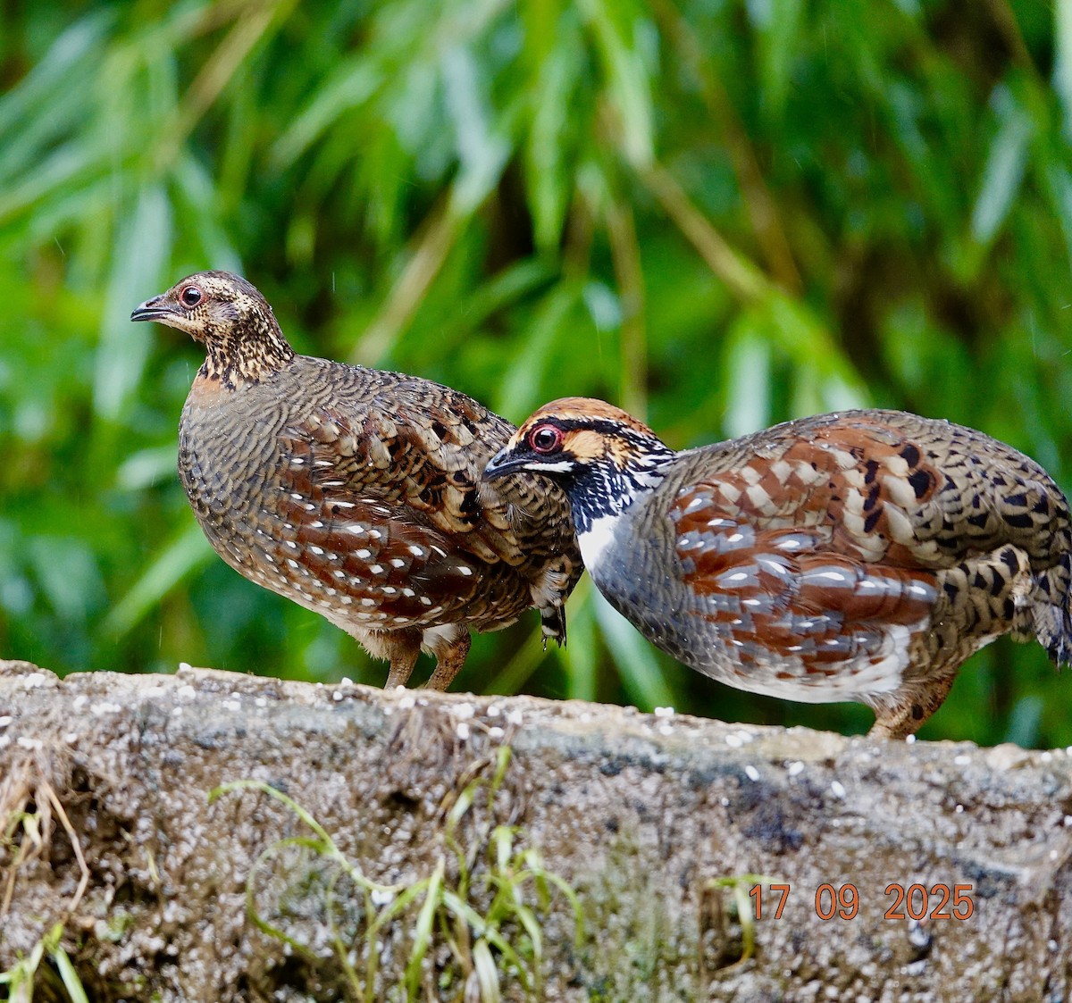 Hill Partridge - ML642270295