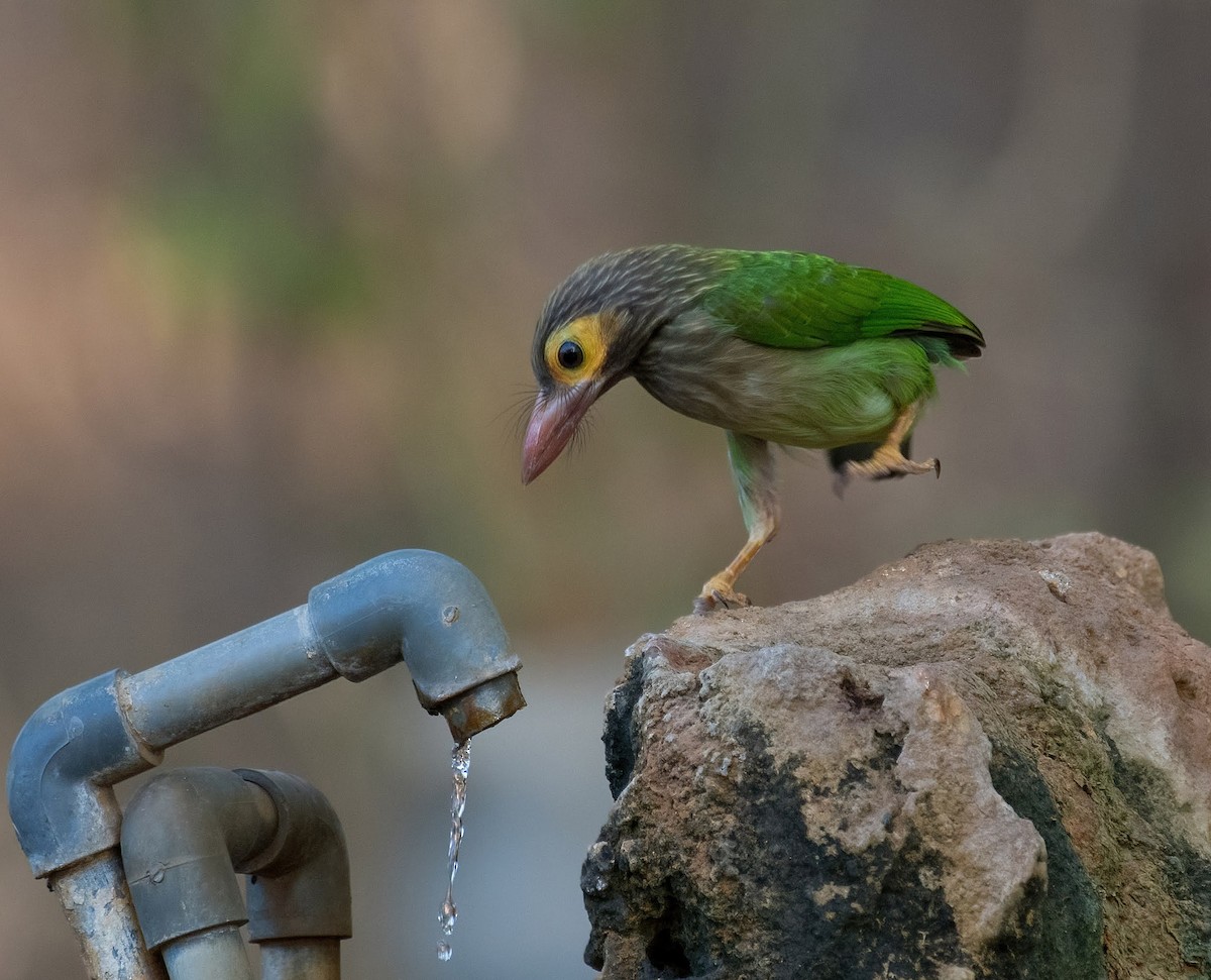 Brown-headed Barbet - ML642270299