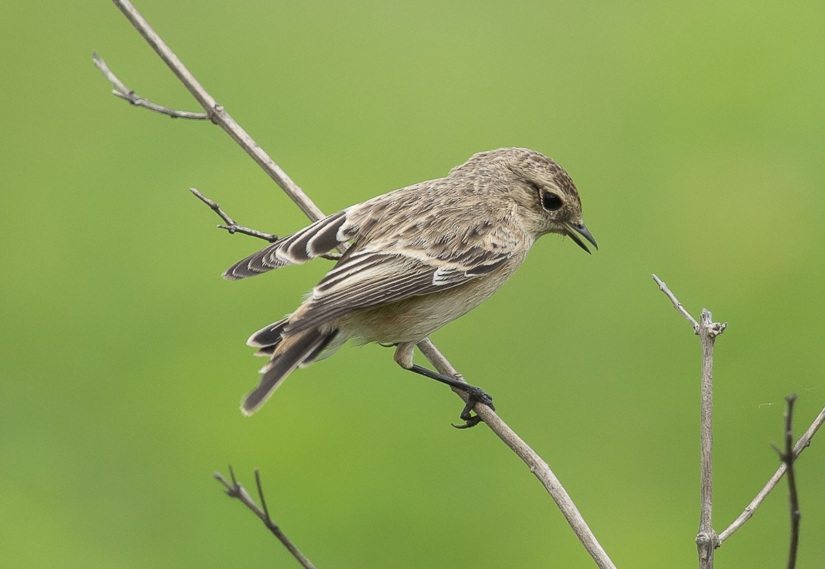 Siberian Stonechat - ML642270309