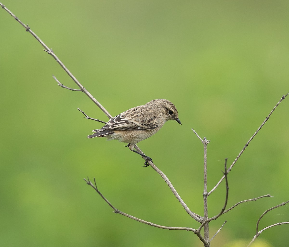 Siberian Stonechat - ML642270310
