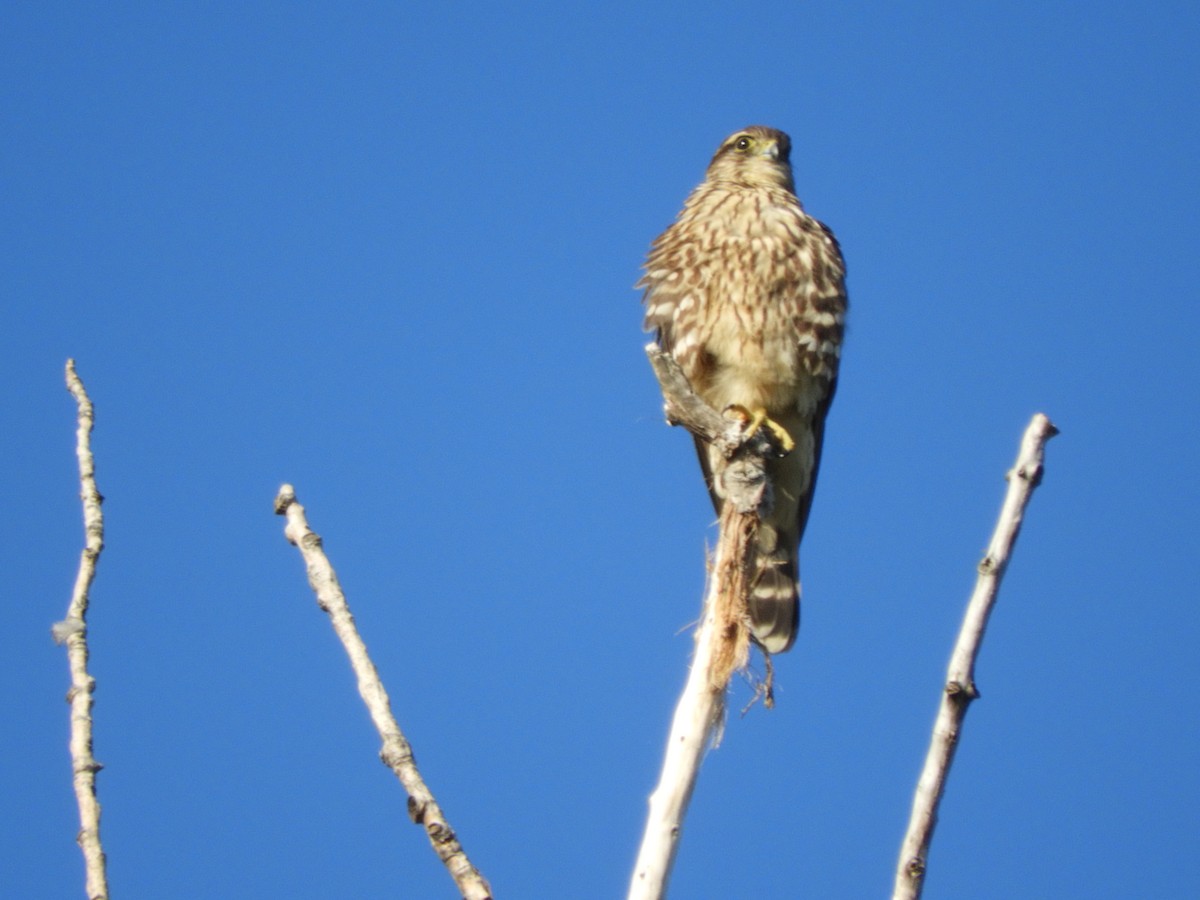 Merlin - ML642270313