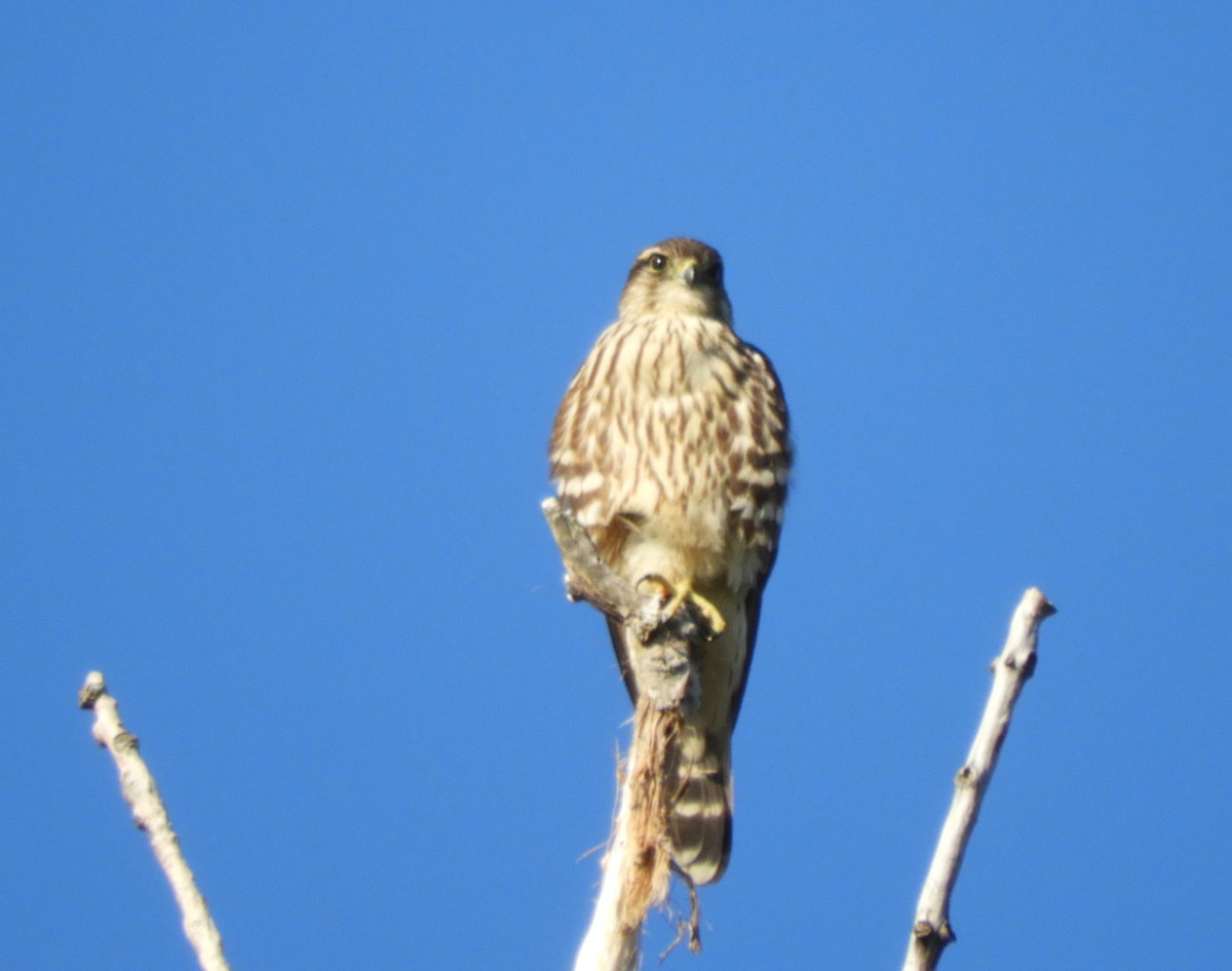 Merlin - ML642270316
