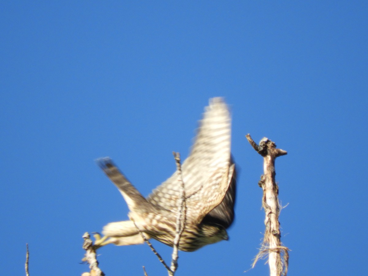 Merlin - ML642270318
