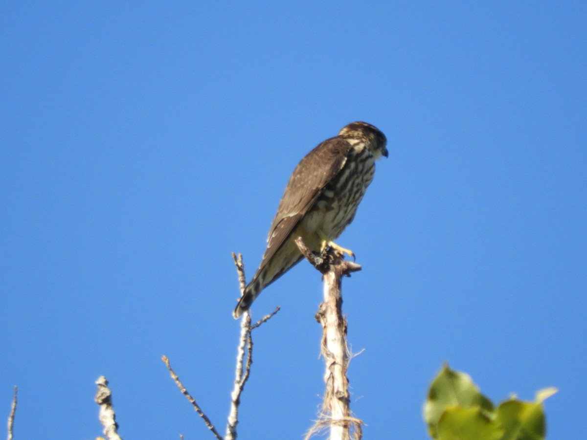 Merlin - ML642270320