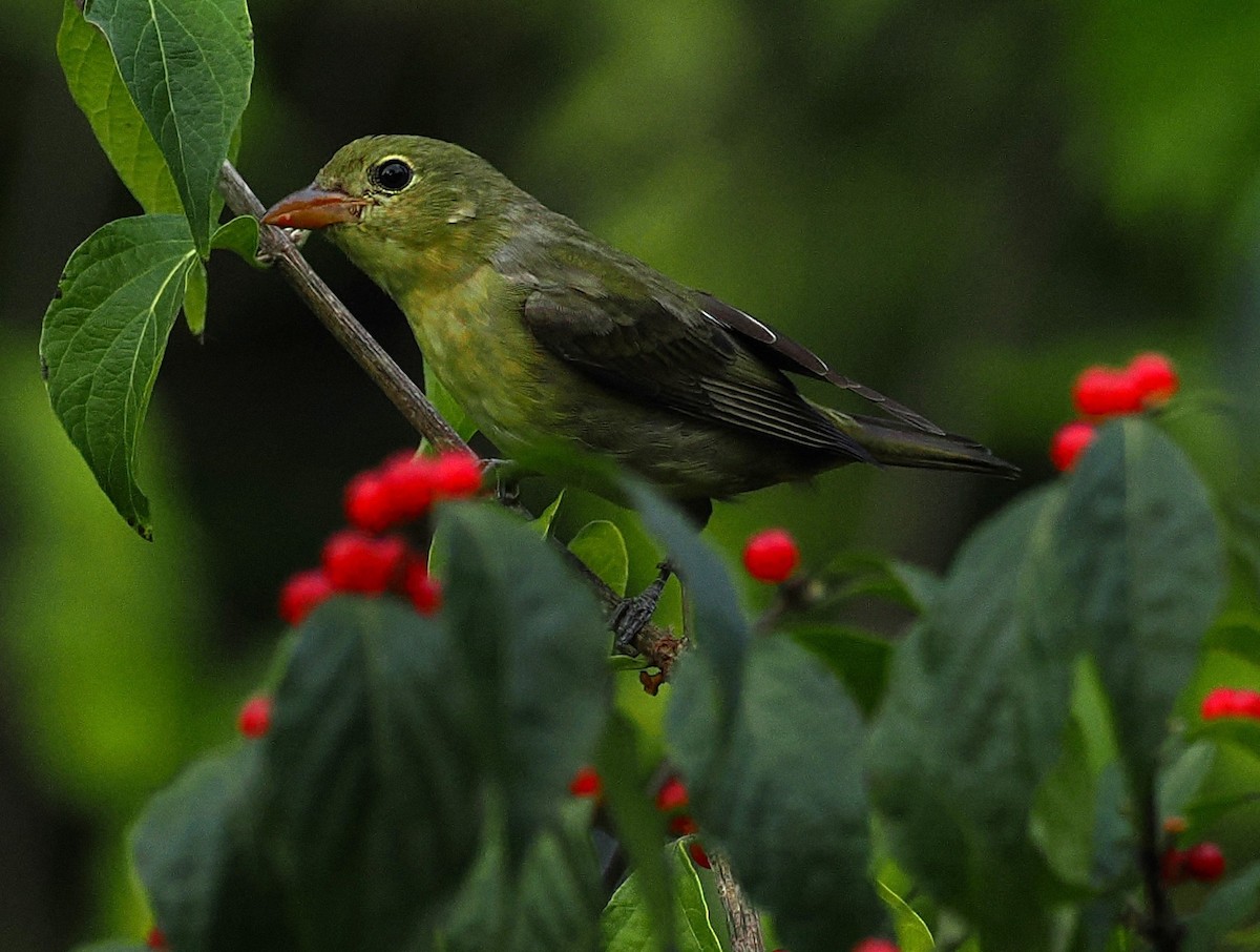 アカフウキンチョウ - ML642270321
