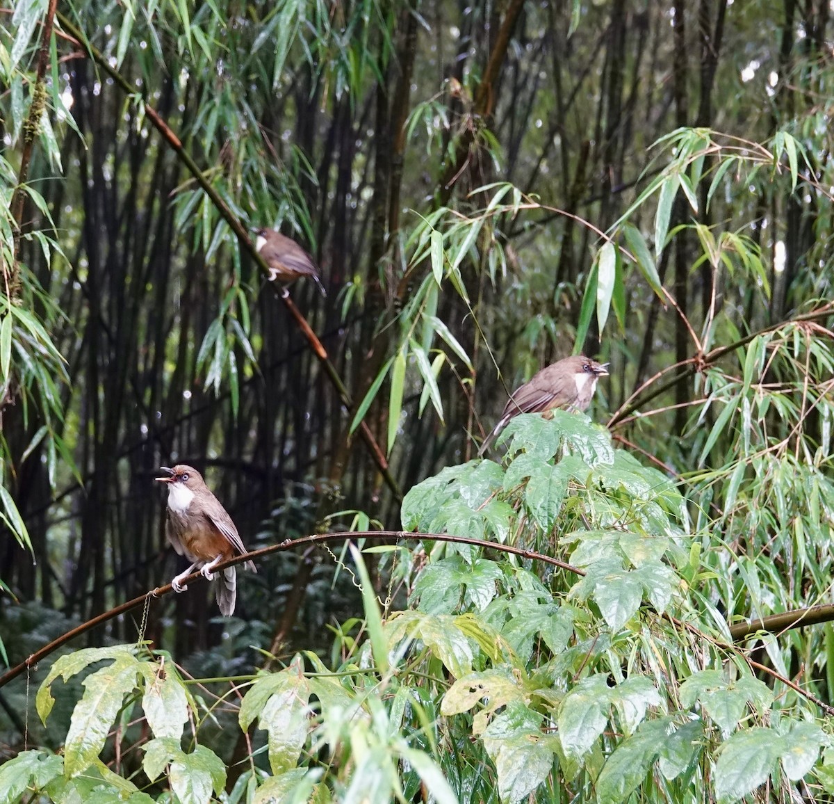 White-throated Laughingthrush - ML642270325