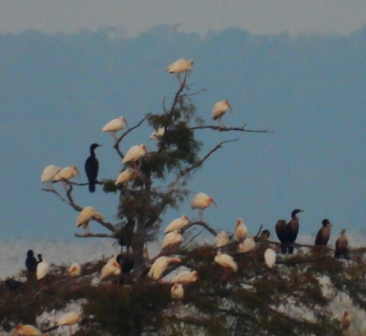 ibis bílý - ML642270352