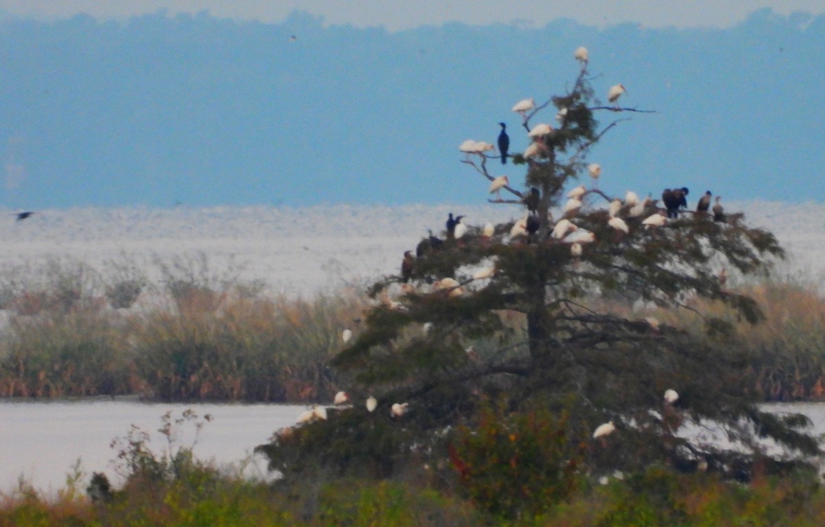 ibis bílý - ML642270353